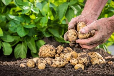 马铃薯为什么被称为“第四大主粮”？