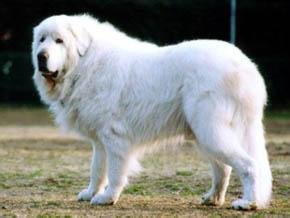 怎样辨别北极熊犬真假