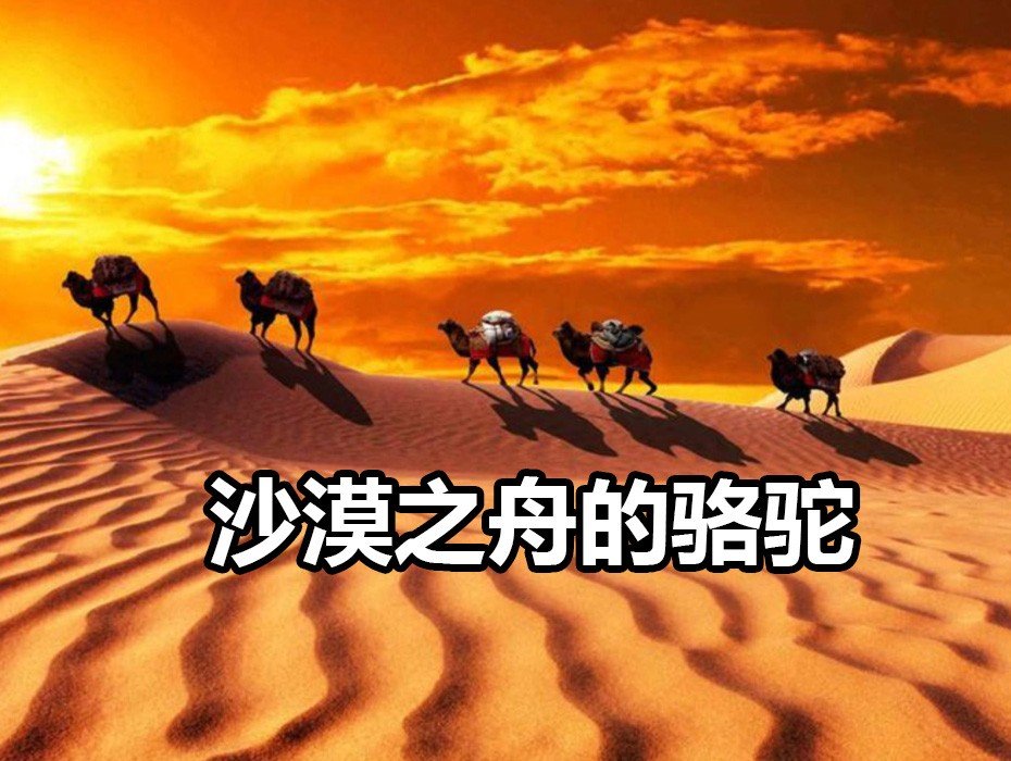 食烟食骆驼歌词