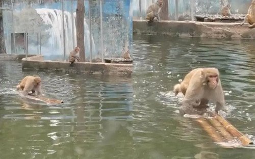 南京一猴子乘竹筏快乐“划水”，动作娴熟手尾并用，猴子是怎样的生物？