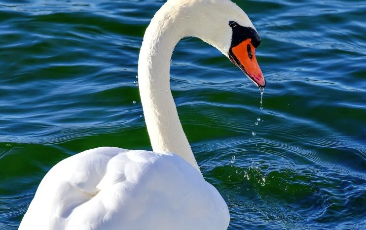 雪白雪白的造句？急！！