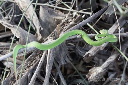 蛇有几个生殖器？