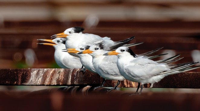 近100只极度濒危鸟类到达青岛胶州湾，为何会大批量出现？
