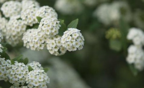 石楠花的味道是什么梗？