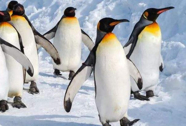 企鹅看起来只有脚，那它有没有腿和膝盖吗？