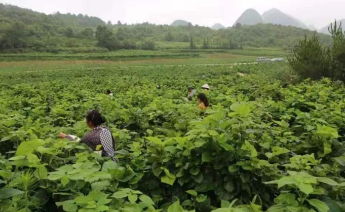 河北宽城县农业的主导产业是什么？