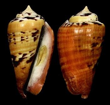 红娇凤凰螺的繁殖方式