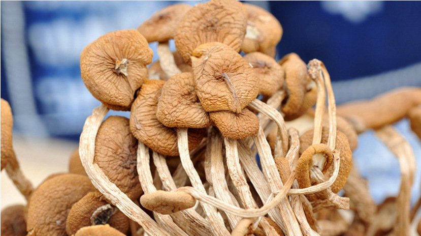 云南一蓝莓地一夜长出百斤茶树菇，这种茶树菇能吃吗？