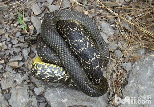 怎样才能养好大王蛇