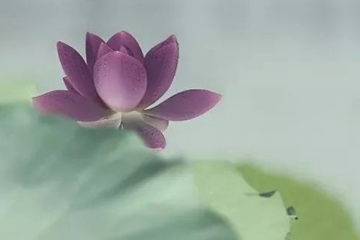 无垢是什么意思啊