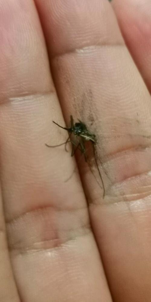 打死一只蚊子判几年