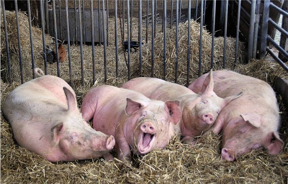 一头猪亏三百！饲料价格上涨怎么办？