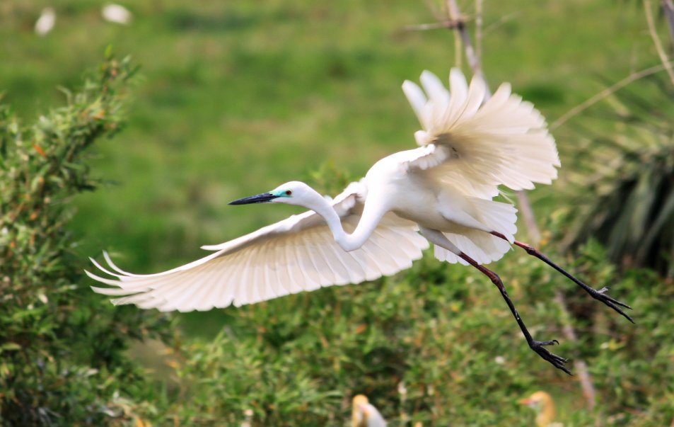 白鹭的颜色是什么样子