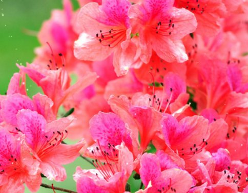 花中西施指的是什么花？