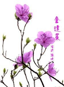 金达莱花的中文歌词翻译