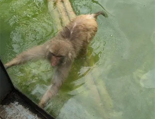 南京一猴子乘竹筏快乐“划水”，动作娴熟手尾并用，猴子是怎样的生物？