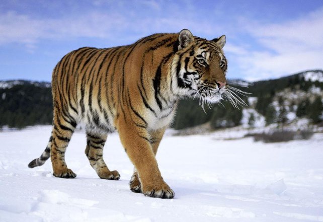 纯种藏獒和东北虎打一场的话,最后谁能赢?