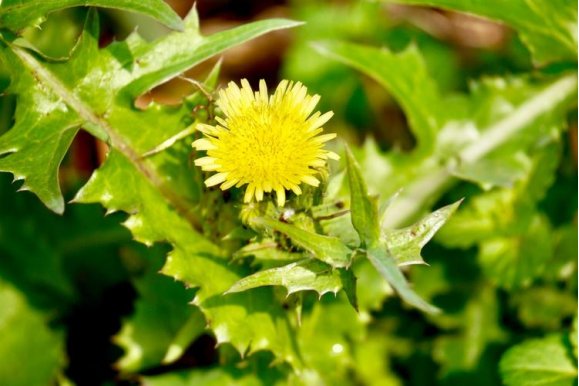 种子靠风旅行的植物有哪些