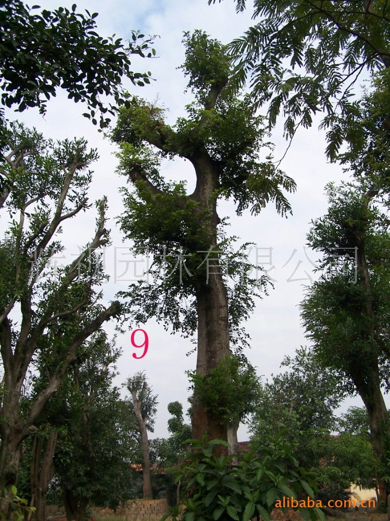 尔朴树的主题产品