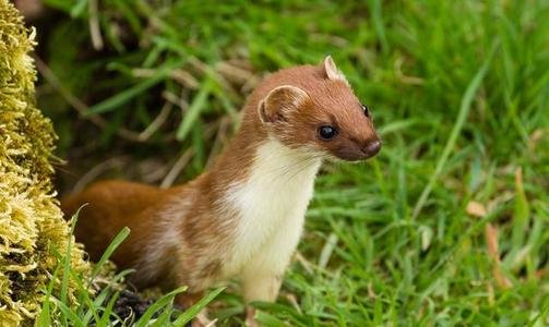 黄鼠狼爬进洗衣机被转晕，这算是虐待动物吗？