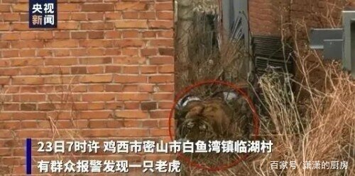 东北虎拍碎车窗亲历者发声，他究竟经历了什么？