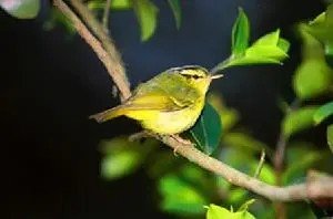 这个是什么小鸟？