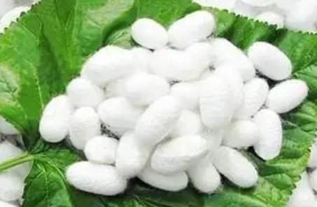 茧怎么读什么意思