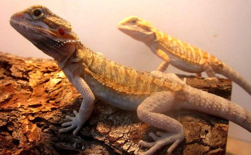 蜥蜴都喜欢吃什么？