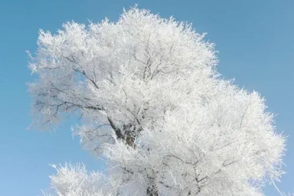 一日上树能千回的上一句是什么