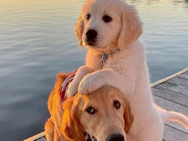 女人为什么不能养金毛