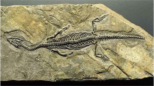 5亿多年前四不像动物惊现，这对科学研究有何影响呢？