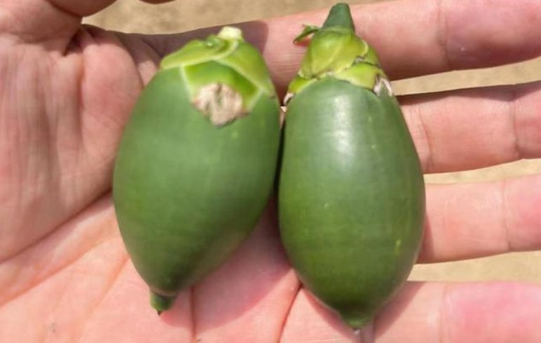 槟榔下架风波中的种植户该何去何从？他们造成的损失有多严重？