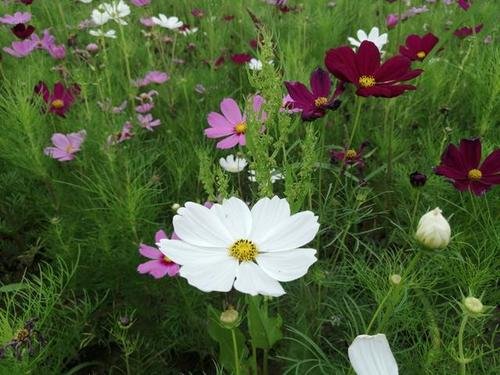 什么是格桑花