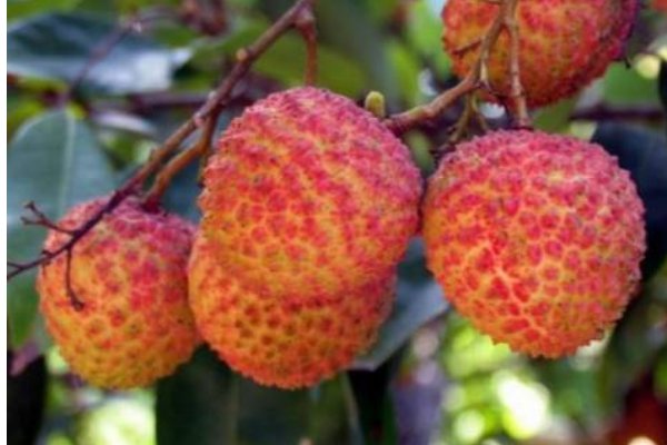 标价上千元一斤的挂绿荔枝，为何这么贵？