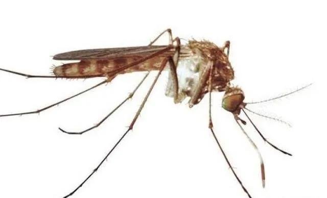 厉害了！蚊子居然还有头发！夏季常见的蚊子有哪些？