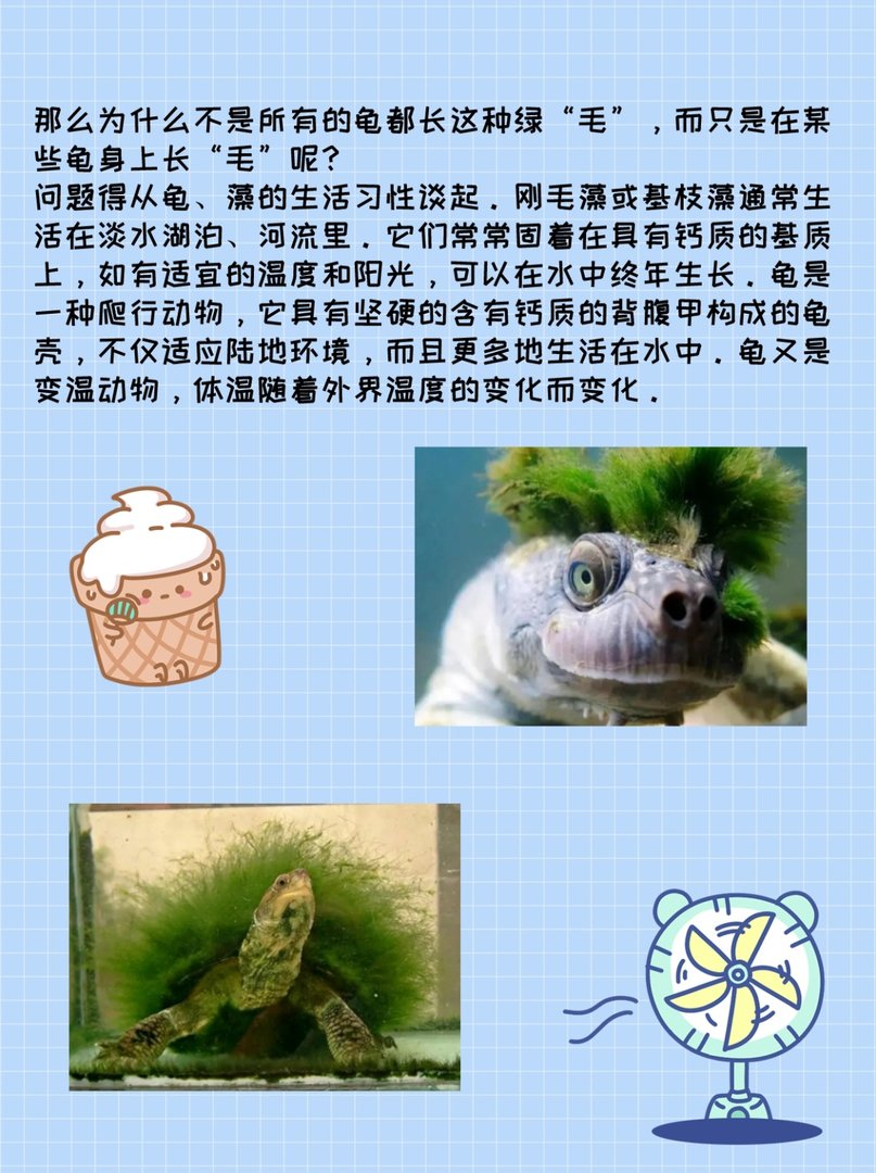 身上能长出“绿毛”的乌龟——绿毛龟