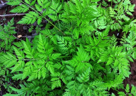 草高木是什么字