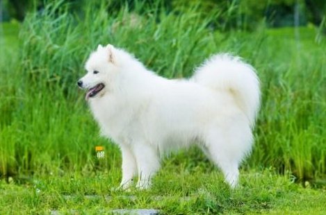 什么毛怎么填空？