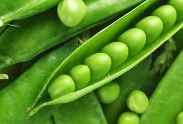 种子传播方法10种