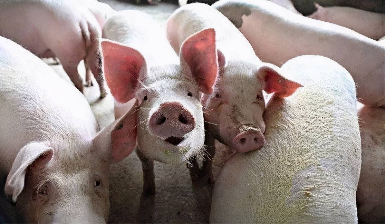 一头猪亏三百！饲料价格上涨怎么办？