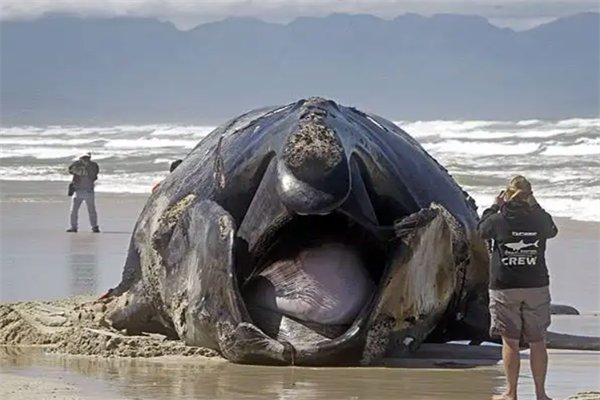 韩国汉江“水怪”被证实是浮标，为何不明生物都很模糊？