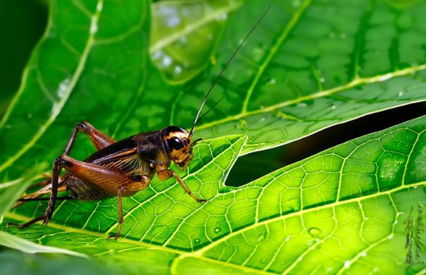 晚上为什么蟋蟀老叫个不停？☺