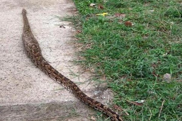 中国出现过最大的蛇