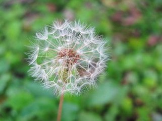 种子的有哪些旅行方法？