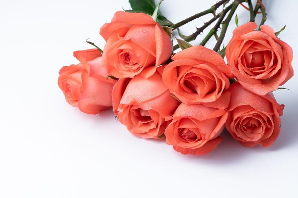 玫瑰最早不是一种花名而是一种什么