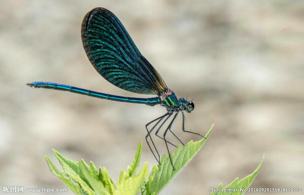 被人说丁丁猫是什么意思?