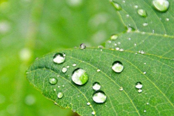 喝露水对人体有易还是有害？