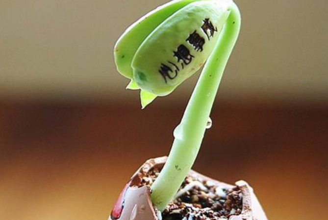 魔豆，谁种过，种子的那个头向上？