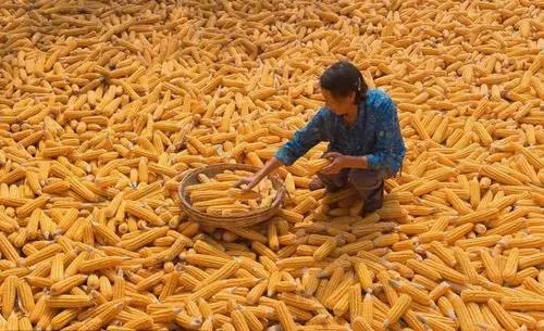 你如何看待玉米每吨上涨400元这件事？