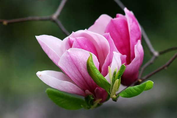 木兰花的花语和寓意是什么